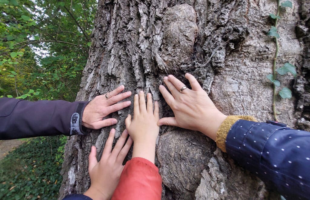 Family day: family hands on the tree trunk